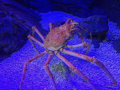 -成都浩海立方海洋公园