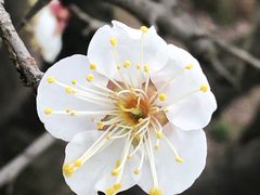 -香雪海