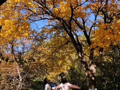 -金龙寺国家森林公园