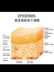 点击看大图 -金都微美·精准护肤·疗愈SPA