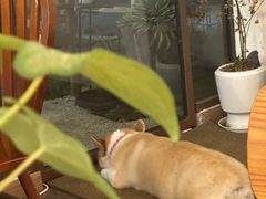 -肥朵食堂(带梦胡同店)