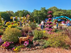 -上海共青森林公园