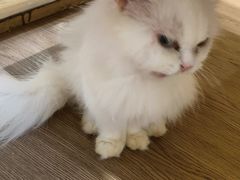 -楼上猫咖(罗湖店)