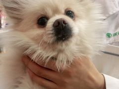 -瑞派福兴宠物医院犬猫全科·骨科·中西医结合(河东店)