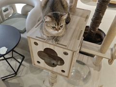 -藏猫猫咖啡主题馆(中央大道店)