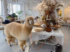 -共舞时光猫咖·狗咖(新街口店)