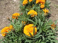 -富田农场