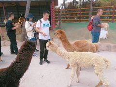 -西霞口神雕山野生动物世界