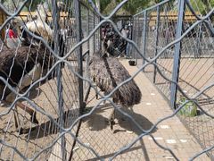 -长白岛森林公园