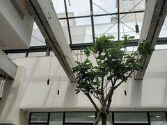 -大树餐厅(红旗街万达店)