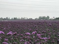 -紫颐香薰山谷景区