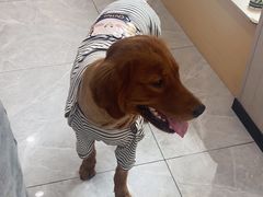 -瑞鹏宠物医院·超声·骨科·奇麟分院(蜀都万达店)