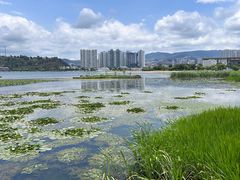 -洱海月湿地公园