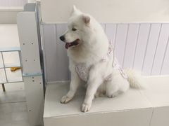 -汪说·狗咖·拼豆·宠物周边DIY(旺城大厦店)