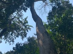 -西双版纳原始森林公园