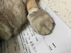-美联众合爱康动物医院•复杂内科•肿瘤科•牙科•腔镜诊疗中心