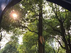 -重庆市江北嘴中央商务区中央公园