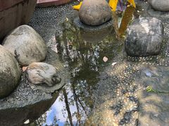 -成都市活水公园