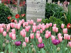 -深圳市中科院仙湖植物园
