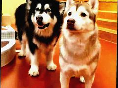 -和它·交个朋友·狗咖猫咖(爱琴海店)