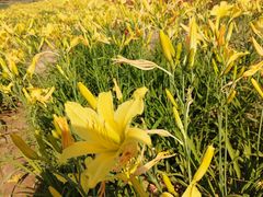 -汉长安城未央宫国家考古遗址公园