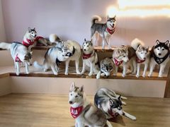 -Husky Go! 哈士奇体验馆·宠物咖啡厅狗咖