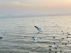 -深圳湾公园(南山区)