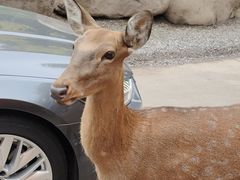 -北京野生动物园