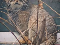 -青藏高原野生动物园