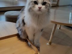 -猫腻·猫咖·撸猫馆(星光大道店)