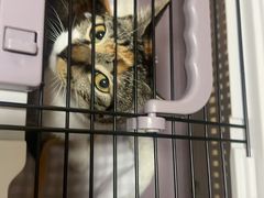 -艾吉宠物医院·疑难杂症转诊中心·猫友好(碧江路院)