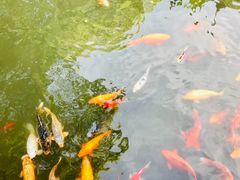 -豫园湖心亭茶楼