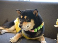 -南京Hallo宠物乐园·哈罗犬舍·柴犬繁育基地
