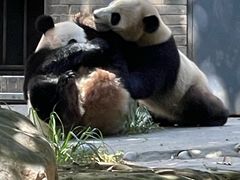 -都江堰中华大熊猫苑