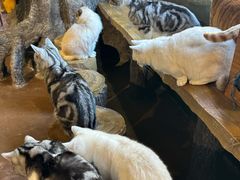 -猫猫幼稚园·撸猫·桌游·电玩