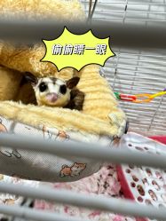 -神奇动物撸宠馆·羊驼·小浣熊·异宠(豫园店)