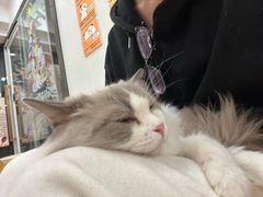 -有喵·猫咖·狗咖·30几只猫10只小狗(岗厦店)