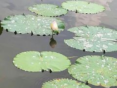 -荷塘月色湿地公园·向阳花洲