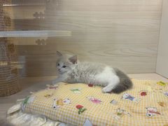 -柚子猫舍·精品猫舍购猫·猫咪认养·购宠·宠物店