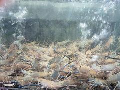 -海鲜e族(马王堆店)