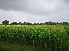 -上海多利农业发展有限公司