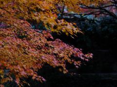 -秋霞圃