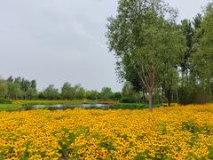 -东郊湿地公园