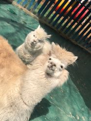 -萌宠亲子动物乐园(槐房万达店)