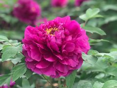 -清真马杰山牛肉汤馆