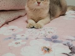 -芭比堂动物医院·心脏专科·夜诊·吉雅分院