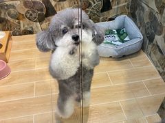 -宠物之家Pets Home 宠物寄养酒店