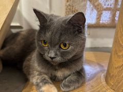 -楼上猫咖(罗湖店)