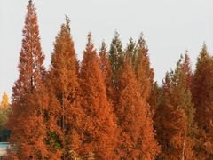 -白鹭湾湿地公园