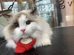 -车接车送·寄养洗护·德文猫舍(大宁店)